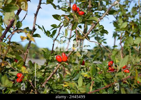 Wild rosehip berries on a bush in the English countryside Stock Photo