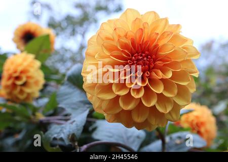 Dahlia ‘David Howard’  Decorative Dahlia Group 5  pale orange flowers and very dark green leaves with dark red outlines,  October, England, UK Stock Photo