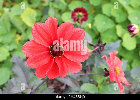 Dahlia ‘Orangeade’  Single-flowered dahlia Group 1 coral red flowers with yellow centre,  October, England, UK Stock Photo