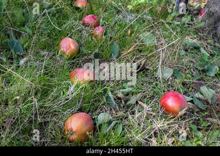 Fallen decaying apples on the ground of an orchard in late October Stock Photo