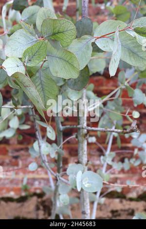 Eucalyptus coccifera Tasmanian snow gum – oblong grey green leaves and red stems,  October, England, UK Stock Photo