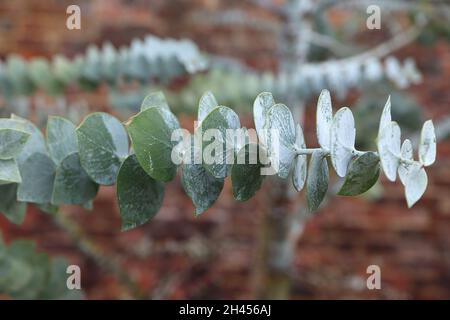 Eucalyptus pauciflora debeuzevillei Jounama snow gum – grey green heart-shaped leaves in opposite leaves,  October, England, UK Stock Photo