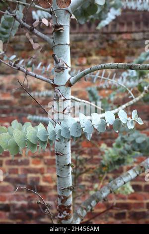 Eucalyptus pauciflora debeuzevillei Jounama snow gum – grey green heart-shaped leaves in opposite leaves,  October, England, UK Stock Photo