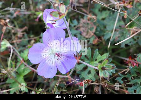 Geranium ‘Rozanne’ Geranium Gerwat – violet blue flowers with white centre and purple radial veins,  October, England, UK Stock Photo
