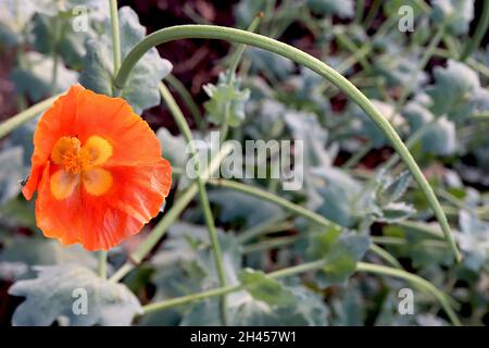 Glaucium corniculatum ‘Burnt Orange’ red-horned poppy Burnt Orange – orange flowers with yellow marks, hairy horn-shaped seed capsules,  October, UK Stock Photo