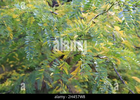 Gleditsia triacanthos honey locust – small pinnately compound yellow and mid green leaves,  October, England, UK Stock Photo