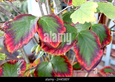 Hamamelis vernalis Ozark witchhazel – oval dark green leaves with red, purple and yellow margins,  October, England, UK Stock Photo