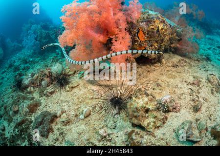 This venomous banded yellowlip sea snake, Laticauda colubrina, also known as a sea krait, is cruising over two black long-spine sea urchins, Diadema s Stock Photo