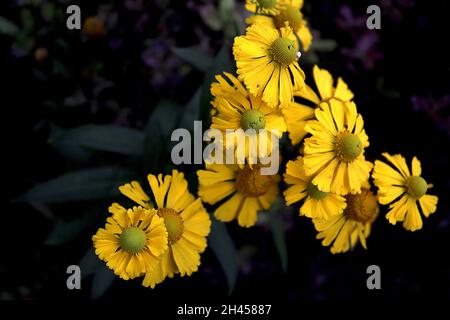 Helenium autumnale ‘Salud Yellow’ sneezeweed Yellow – yellow flowers ...