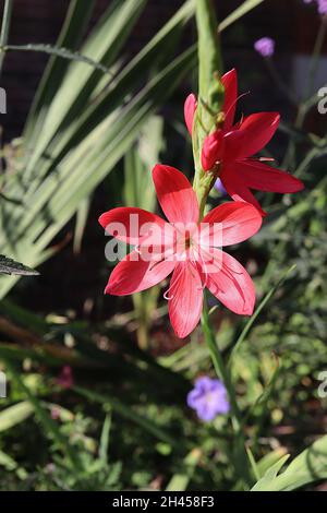 Hesperantha / Schizostylis coccinea ‘Salome’ crimson flag lily Salome – coral salmon pink flowers and narrow sword-shaped leaves,  October, England,UK Stock Photo