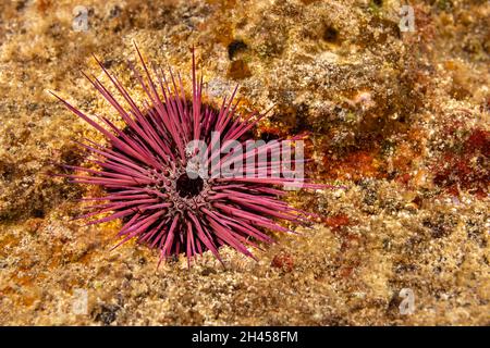 The needle-spined urchin, Echinostrephus aciculatus, is also known as a red rock boring urchin, Hawaii. This invertebrate grinds into solid limestone Stock Photo