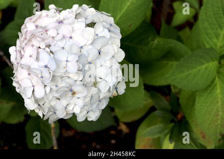 Hydrangea macrophylla ‘Madame Emile Mouillere’ Hortensia Madame Emile Mouillere – densely packed white flowers with blue button, mid green leaves, Stock Photo
