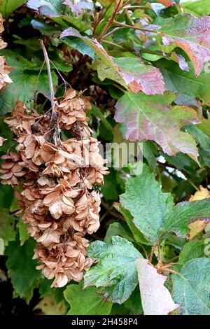 Hydrangea quercifolia ‘Snowflake’ oak-leaved hydrangea Snowflake - pendulous panicle of double white flowers and oakleaf-shaped leaves,  October, UK Stock Photo