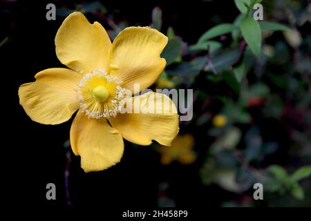 Hypericum ‘Hidcote’ St Johns Wort Hidcote – golden yellow ruffled flowers and dark green lance-shaped leaves,  October, England, UK Stock Photo