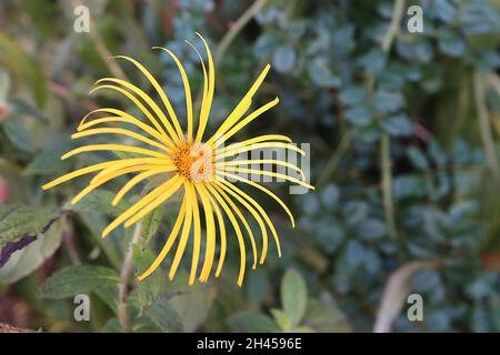 Inula magnifica ‘Hookeri’  Hooker inula – large daisy-like yellow flowers with very slender petals, large lance-shaped mid green leaves,  October, UK Stock Photo