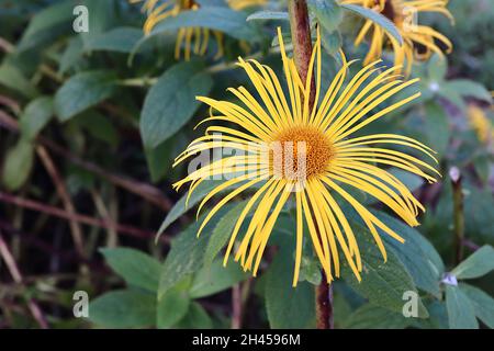 Inula magnifica ‘Hookeri’  Hooker inula – large daisy-like yellow flowers with very slender petals, large lance-shaped mid green leaves,  October, UK Stock Photo