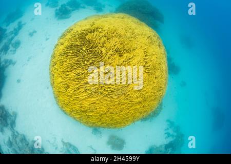 This colony of lettuce coral, Turbinaria reniformis, has formed a nearly perfect globe, Fiji. This species has many common names including plate coral Stock Photo