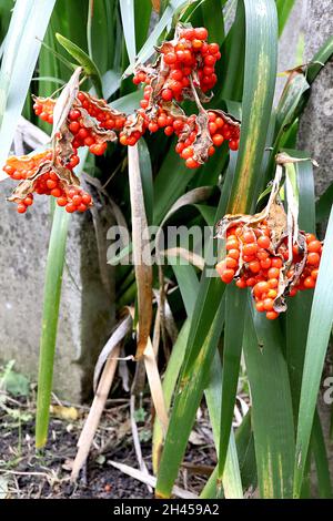 Iris foetidissima Stinking iris - clusters of orange seedpods in dry casing and dark green and buff strap-shaped leaves,  October, England, UK Stock Photo