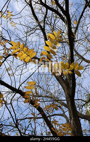 Juglans cinerea yellow butter nut – ovate yellow pinnate leaves and light grey craggy bark,  October, England, UK Stock Photo