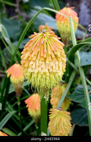 Kniphofia rooperi Roopers red hot poker – orange and yellow tubular flowers in rounded clusters on tall spikes,  October, England, UK Stock Photo