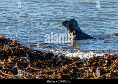 gray seal (Halichoerus grypus), Düne, Heligoland Island, Schleswig-Holstein, Germany Stock Photo