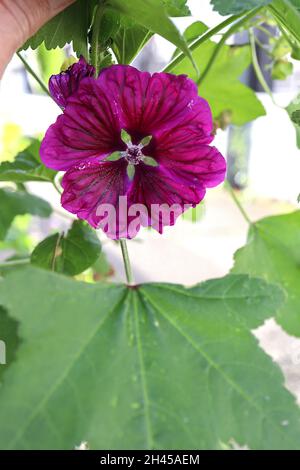 Malva sylvestris var mauritiana ‘Mystic Merlin’ common mallow – crimson flat funnel-shaped flowers with dark purple veins,  October, England, UK Stock Photo