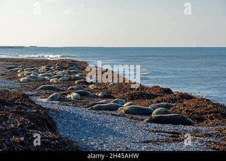 gray seals (Halichoerus grypus) lying at the beach, Düne, Heligoland Island, Schleswig-Holstein, Germany Stock Photo