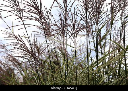 Miscanthus sinensis ‘Variegatus’ variegated / eulalia Chinese silver grass – purple flower panicles and arching variegated leaves on very tall stems, Stock Photo