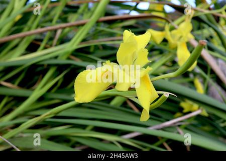 Moraea reticulata reticulated cape tulip - yellow iris-like flowers with small brown basal markings, strap-shaped leaves, tall stems, October, England Stock Photo