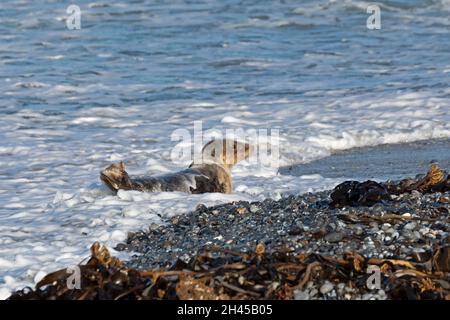 gray seal pup (Halichoerus grypus), Düne, Heligoland Island, Schleswig-Holstein, Germany Stock Photo