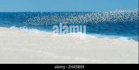 Dunlin flock in flight Stock Photo