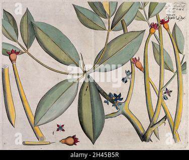 Mangrove Tree (Rhizophora mucronata Lam.): branch with flowers and fruits and separate sectioned flower and fruit with seed. Coloured line engraving. Stock Photo