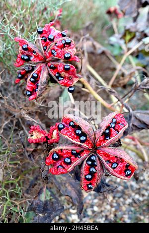 Tree Peony, Seed Heads, Paeonia suffruticosa, Seed, Propigating,  Horticulture, Horticulture, Brown Seeds, Asiatic, Japanese, Country Garden,  Cheshire Stock Photo - Alamy