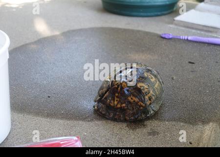 Bra Clasps Used to Help Repair Broken Turtle Shells