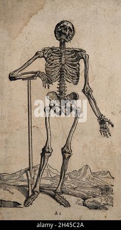 A human skeleton, seen from the front, resting the bones of his lower left  arm on a spade handle. Engraving by D. M. Bonaveri, ca. 1685/1690 after a  woodcut, 1543.