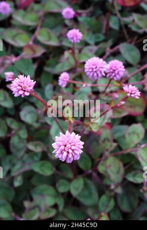 Persicaria capitata pink-headed persicaria – light pink spiky spherical flowers and small mid green ovate leaves with red chevron,  October, England, Stock Photo