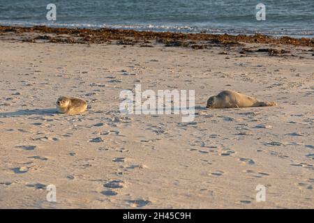 gray seal pups (Halichoerus grypus), Düne, Heligoland Island, Schleswig-Holstein, Germany Stock Photo