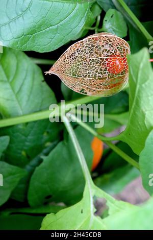Physalis alkekengi var franchetii Chinese lantern – buff papery net-like casing with orange fruit,  October, England, UK Stock Photo