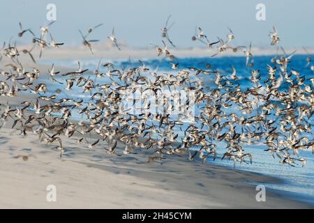 Dunlin flock in flight Stock Photo