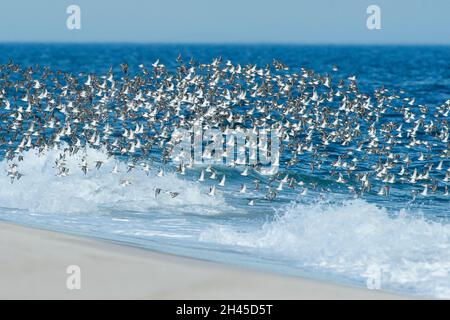 Dunlin flock in flight Stock Photo