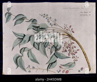 Margosa (Azadirachta indica A. Juss.): branch with flowers and fruit, separate clusters of flowers and fruits and sections of fruit. Coloured line engraving. Stock Photo