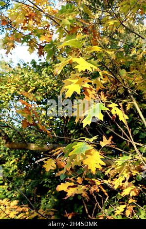 Quercus rubra northern red oak – yellow and green sharply lobed leaves,  October, England, UK Stock Photo