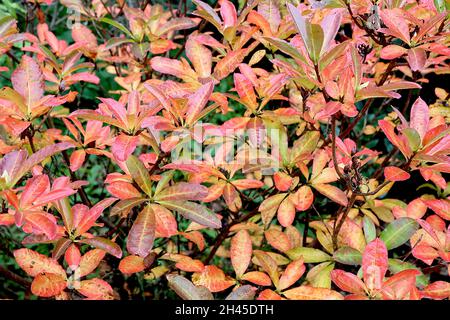 Rhododendron luteum yellow azalea – glossy elliptic yellow, orange, red and dark green leaves,  October, England, UK Stock Photo