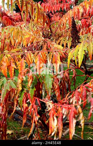 Rhus typhina ‘Dissecta’ cut-leaved stag’s horn sumach – multi-coloured dissected stems, twisting branches, small tree,  October, England, UK Stock Photo