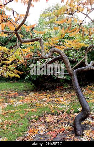 Rhus typhina ‘Dissecta’ cut-leaved stag’s horn sumach – multi-coloured dissected stems, twisting branches, small tree,  October, England, UK Stock Photo