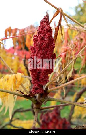 Rhus typhina ‘Dissecta’ cut-leaved stag’s horn sumach – crimson red infructescence and multi-coloured dissected stems, twisting branches, small tree, Stock Photo