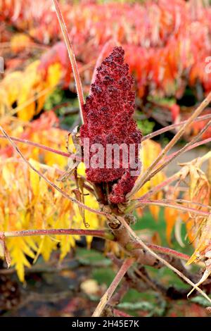 Rhus typhina ‘Dissecta’ cut-leaved stag’s horn sumach – crimson red infructescence and multi-coloured dissected stems, twisting branches, small tree, Stock Photo