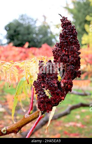 Rhus typhina ‘Dissecta’ cut-leaved stag’s horn sumach – crimson red infructescence and multi-coloured dissected stems, twisting branches, small tree, Stock Photo