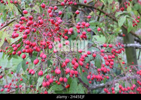 Rosa filipes ‘Kiftsgate’ (Rambling rose) rose Kiftsgate - large stalked clusters of glossy red rose hips,  October, England, UK Stock Photo