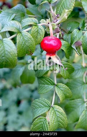 Rosa Rugosa rose hips Japanese rose rosehips – pumpkin-shaped glossy red rose hips and bright green wrinkled leaves,  October, England, UK Stock Photo